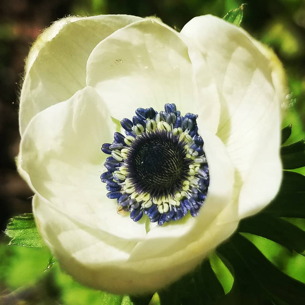 ANEMONE BLACK & WHITE