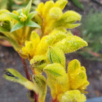 KANGAROO PAW BUSH GOLD