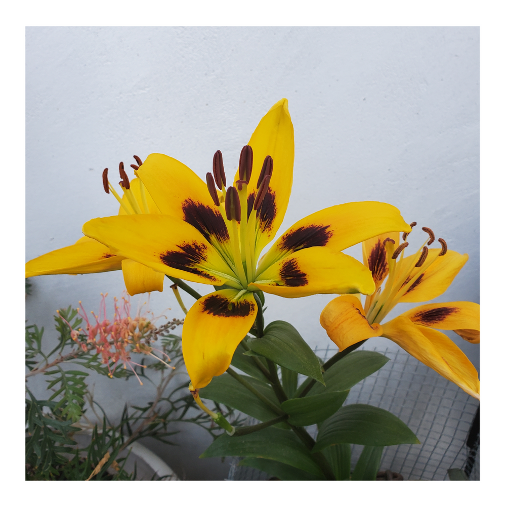 PIETON ASIATIC LILY