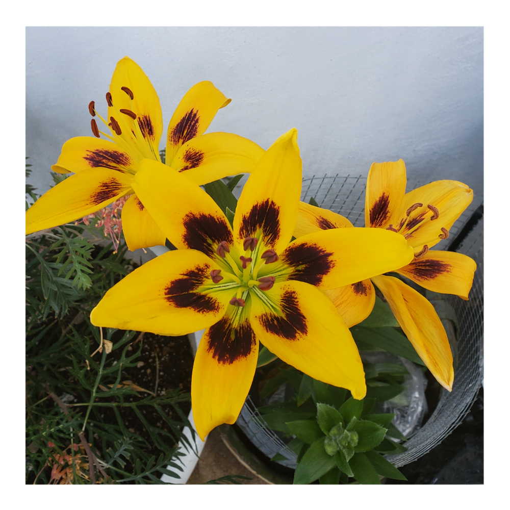 PIETON ASIATIC LILY