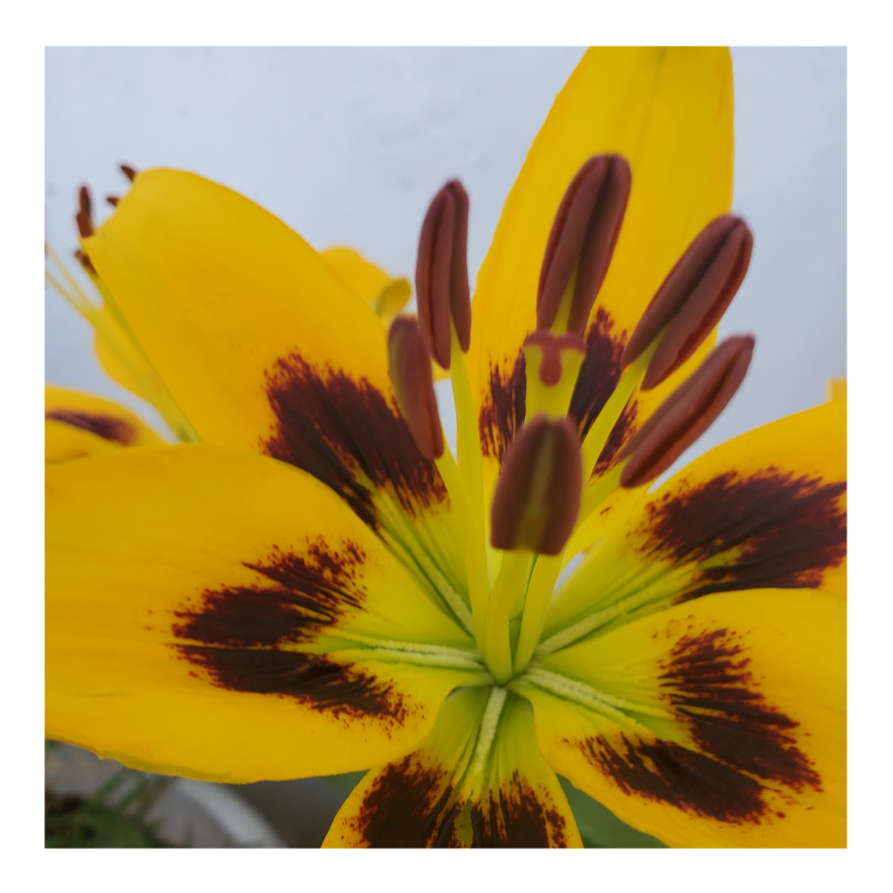 PIETON ASIATIC LILY