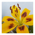 PIETON ASIATIC LILY