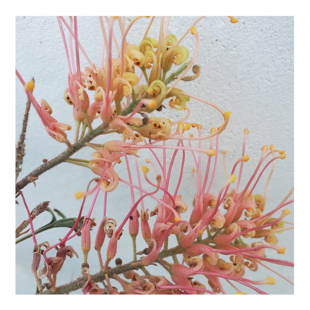 GREVILLEA - ORANGE