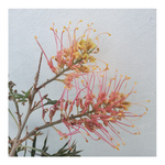 GREVILLEA - ORANGE