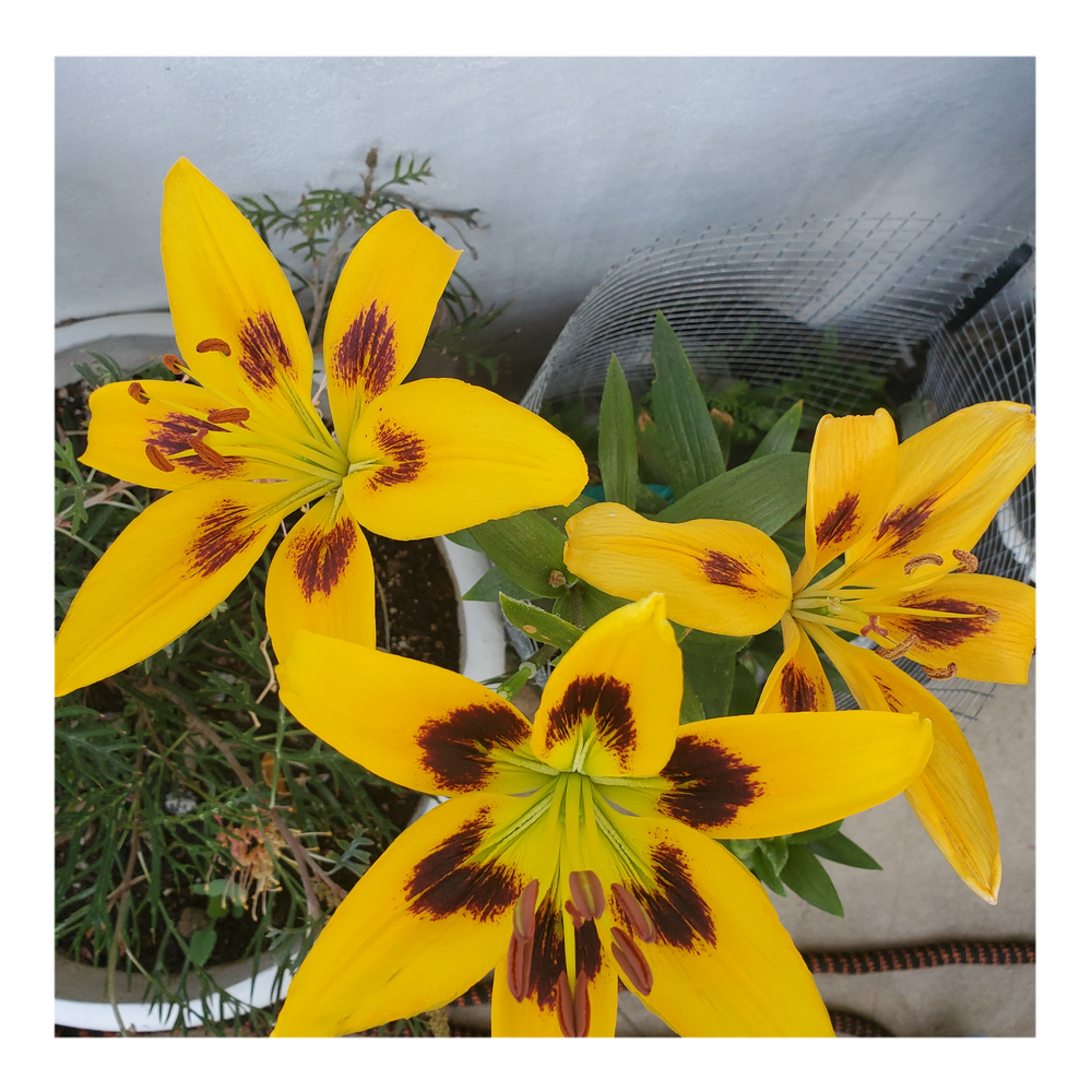 PIETON ASIATIC LILY