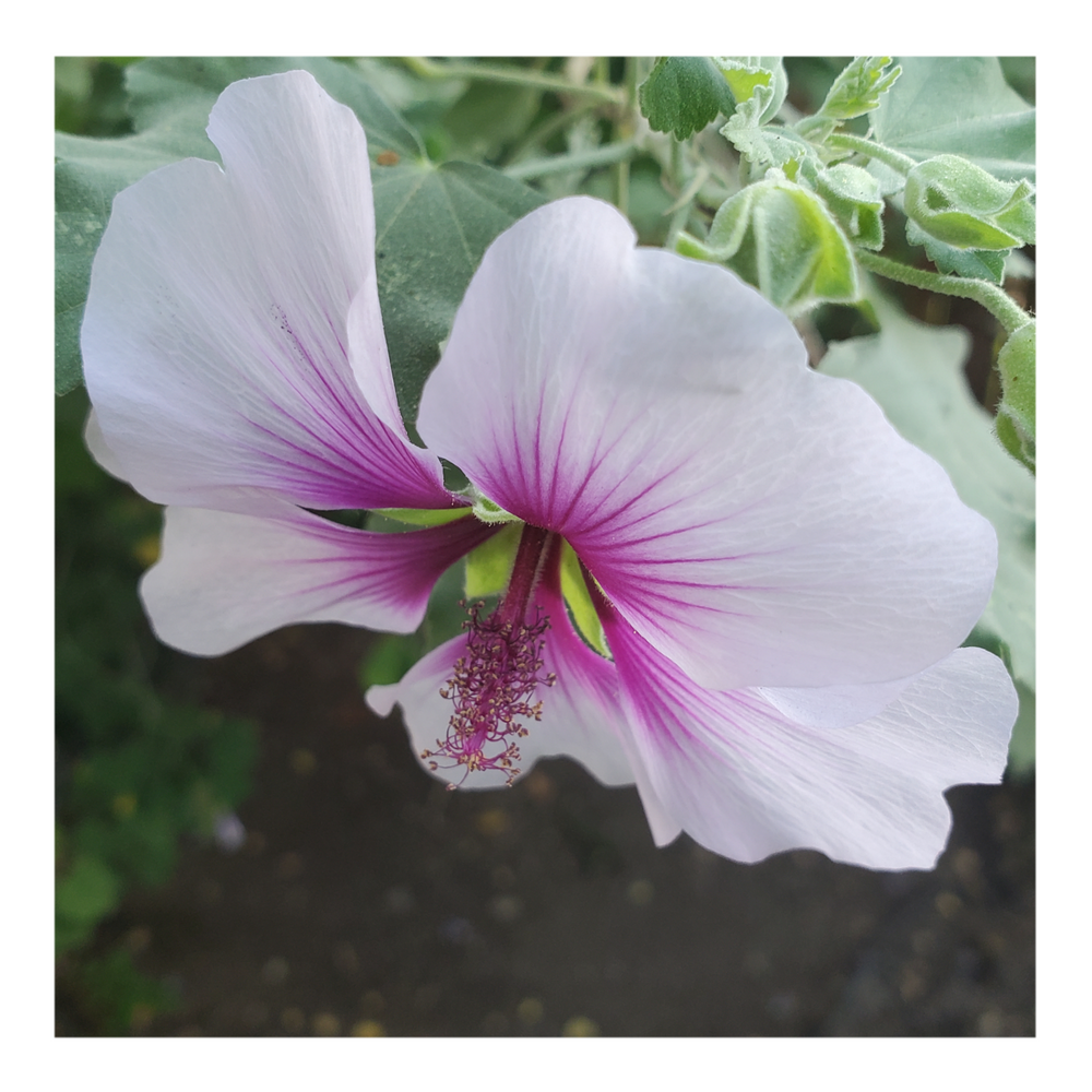 LAVATERA (TREE MALLOW)