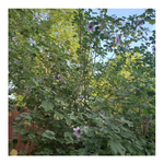 LAVATERA (TREE MALLOW)