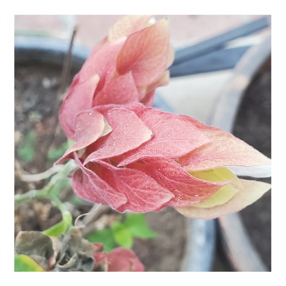 SHRIMP TAIL PLANT