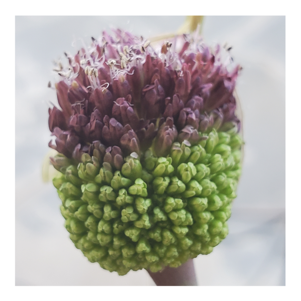 DRUMSTICK ALLIUM