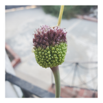 DRUMSTICK ALLIUM