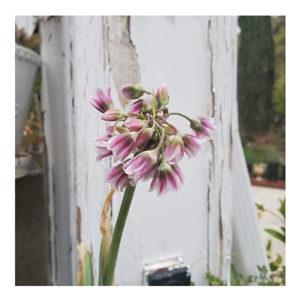 MEDITERRANEAN BELLES ALLIUM