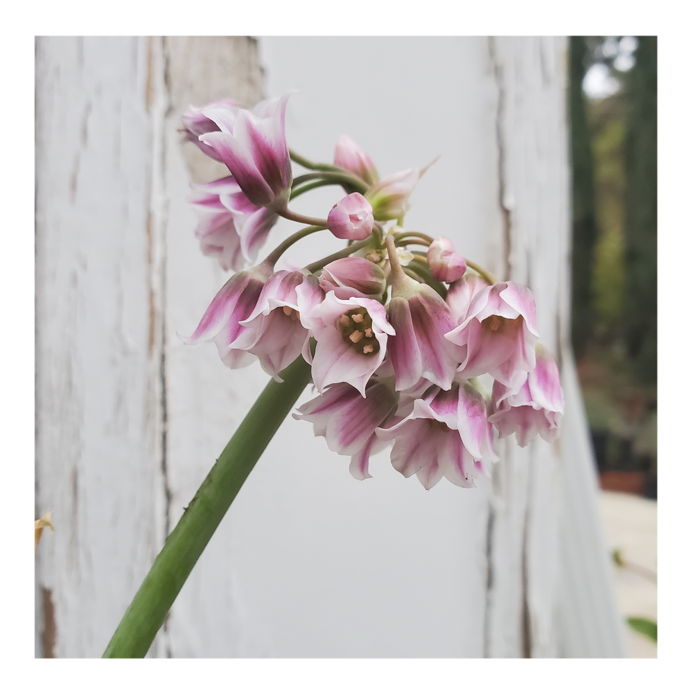 MEDITERRANEAN BELLES ALLIUM