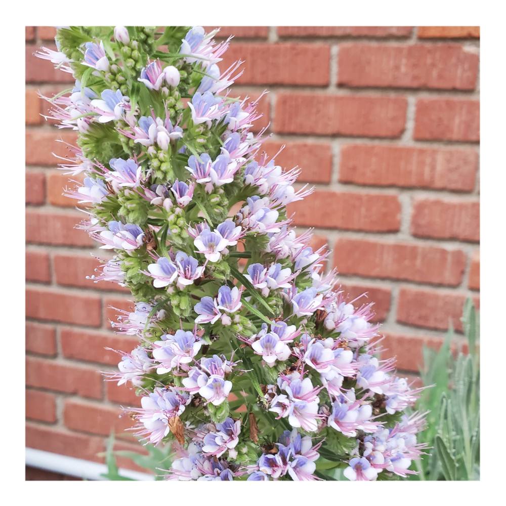 PRIDE OF MADEIRA VARIEGATED