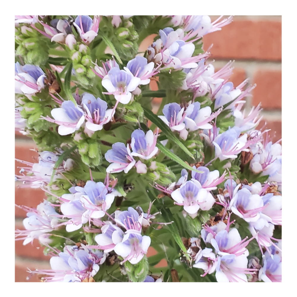 PRIDE OF MADEIRA VARIEGATED