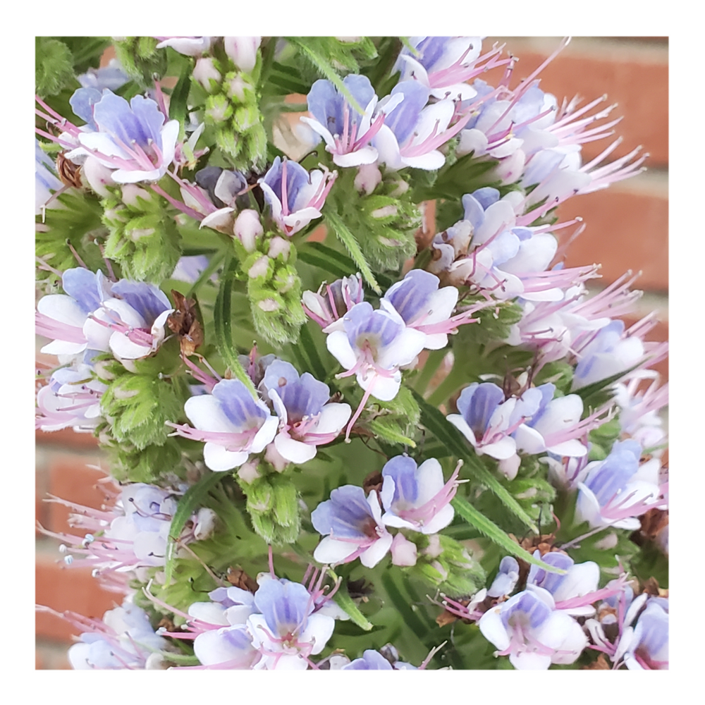 PRIDE OF MADEIRA VARIEGATED