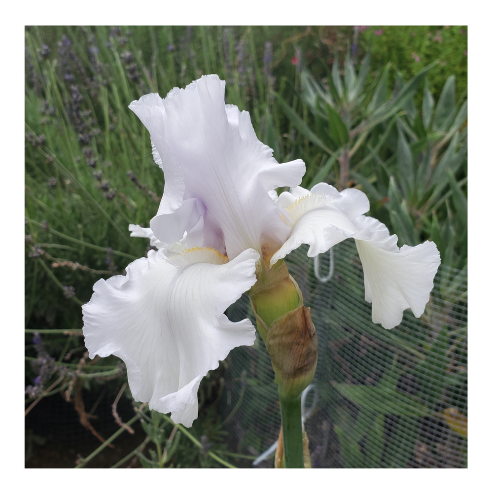 JIMMY G. BEARDED IRIS