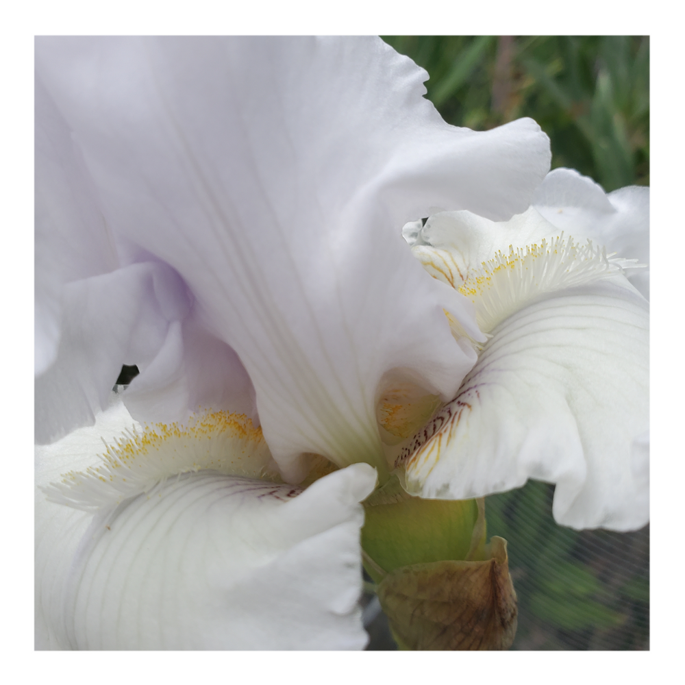 JIMMY G. BEARDED IRIS
