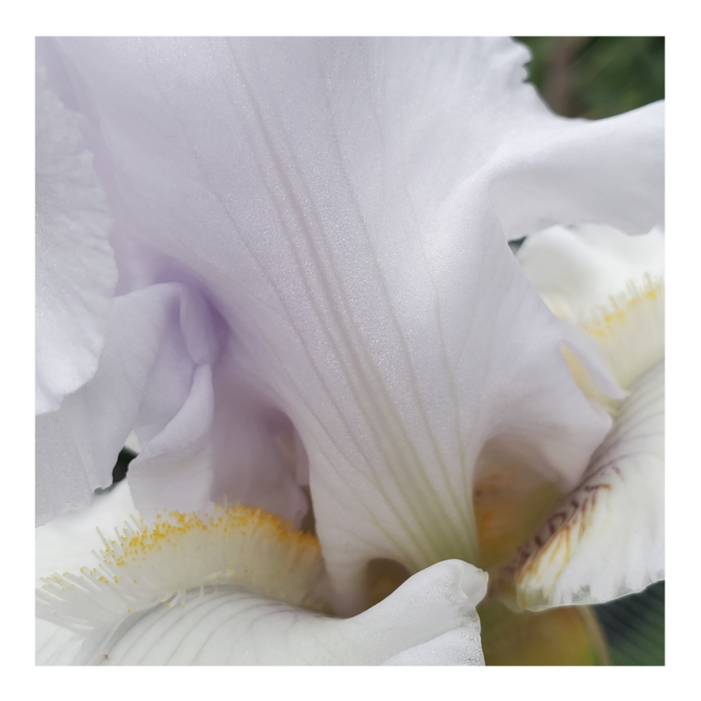 JIMMY G. BEARDED IRIS