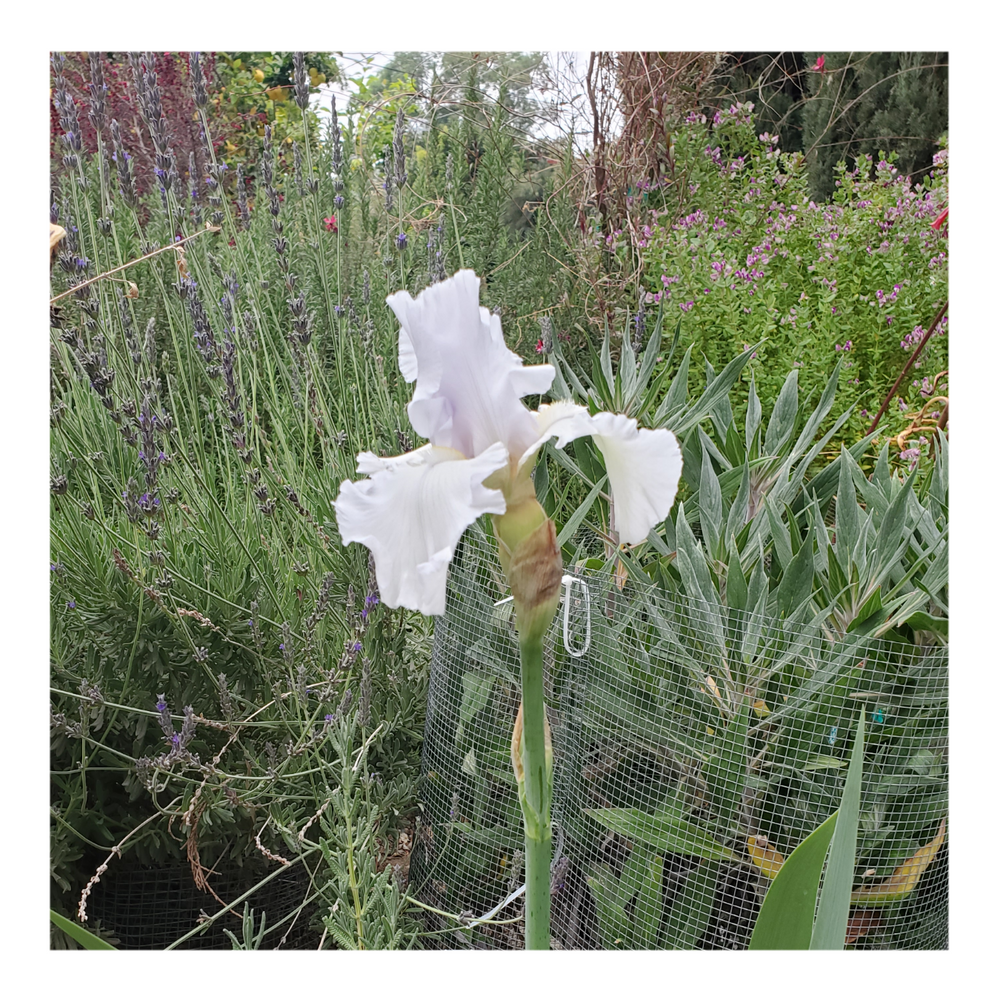 JIMMY G. BEARDED IRIS