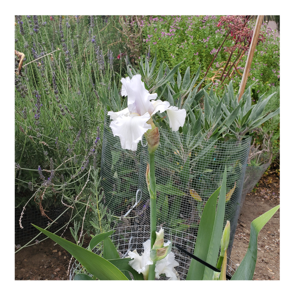 JIMMY G. BEARDED IRIS