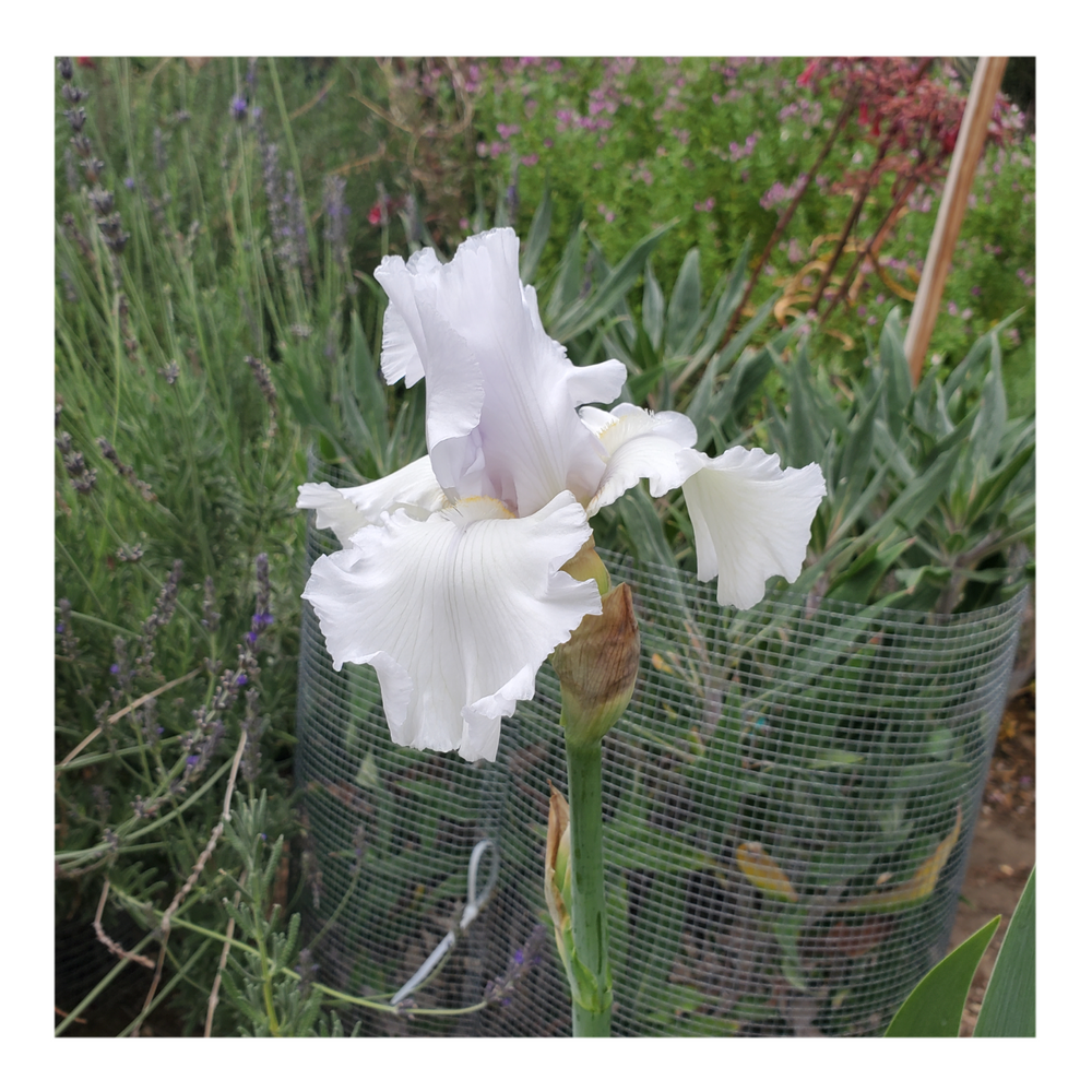 JIMMY G. BEARDED IRIS