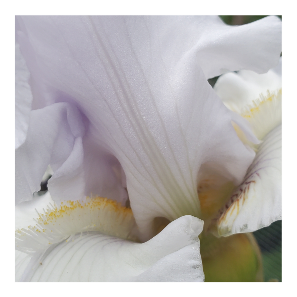 JIMMY G. BEARDED IRIS