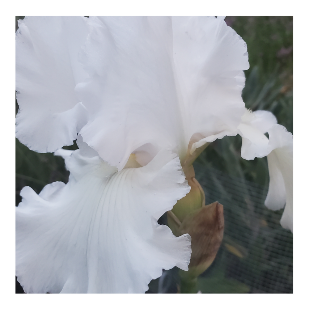 JIMMY G. BEARDED IRIS