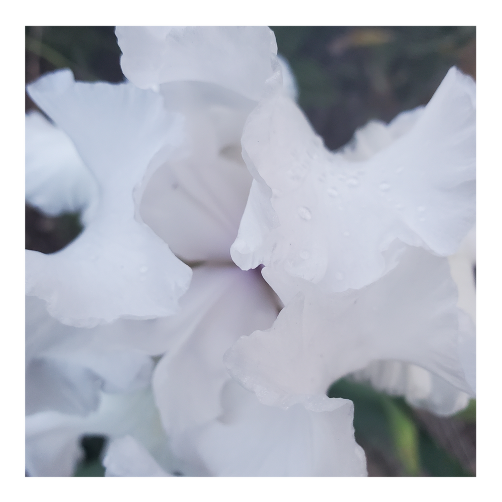 JIMMY G. BEARDED IRIS