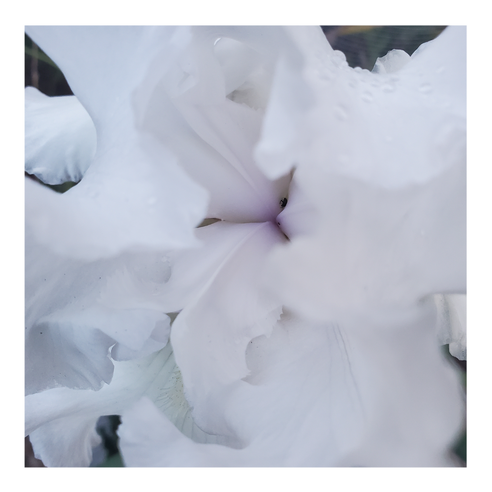 JIMMY G. BEARDED IRIS