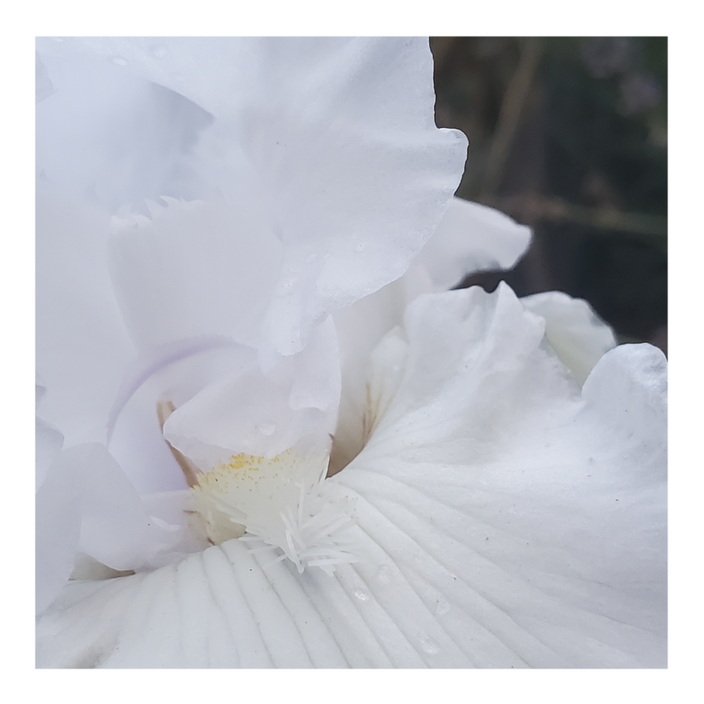 JIMMY G. BEARDED IRIS