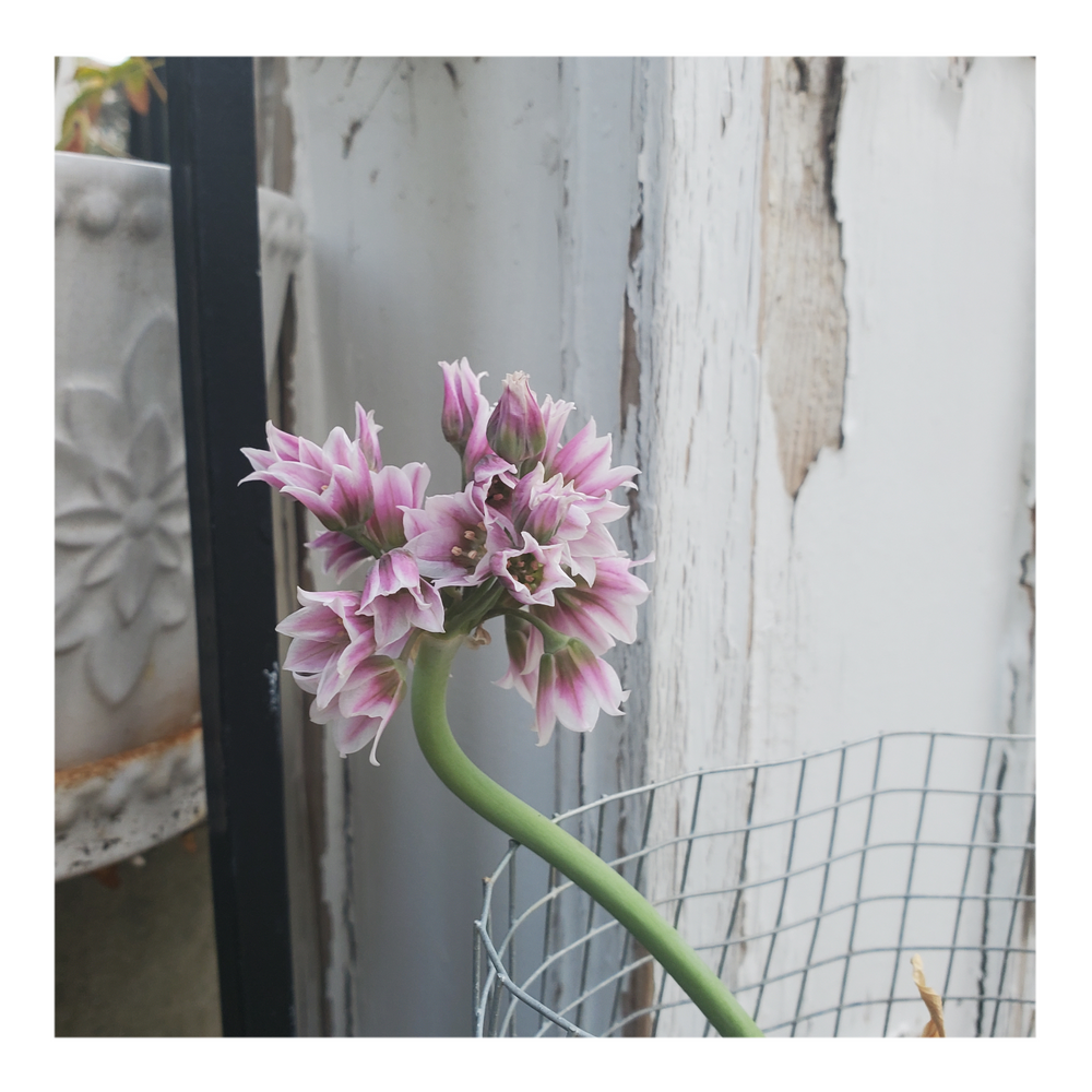 MEDITERRANEAN BELLES ALLIUM