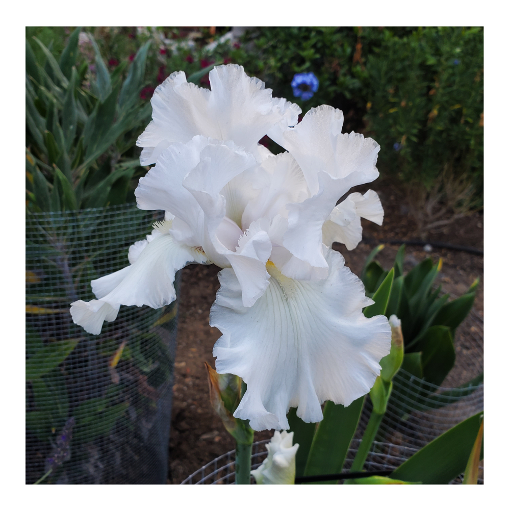 JIMMY G. BEARDED IRIS