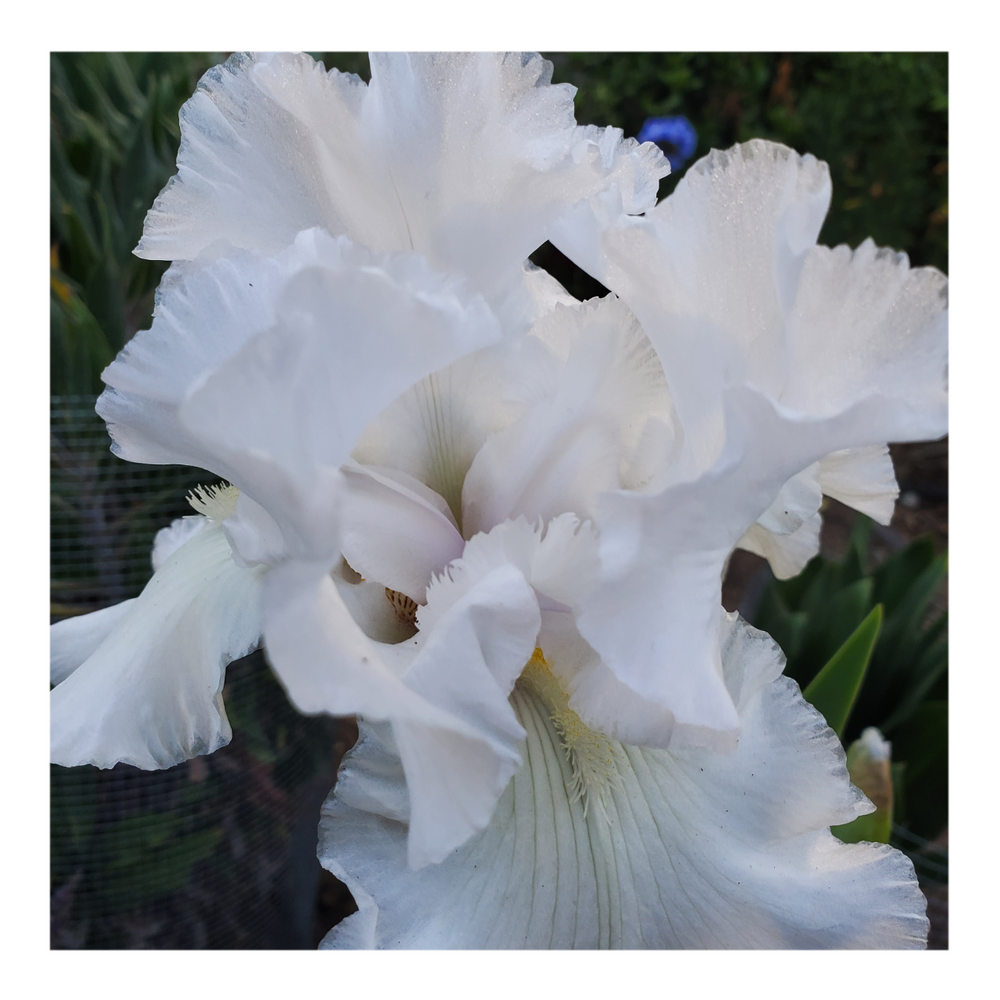 JIMMY G. BEARDED IRIS