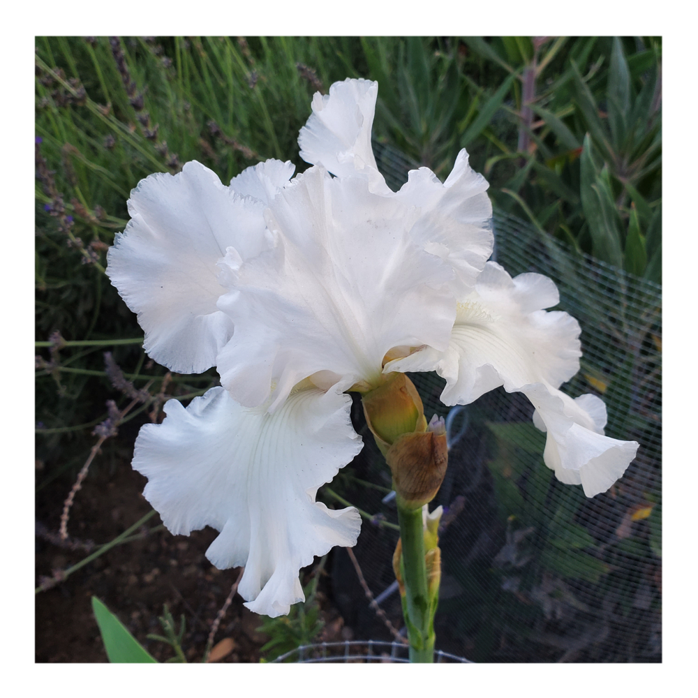 JIMMY G. BEARDED IRIS