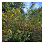 LAVATERA (TREE MALLOW)