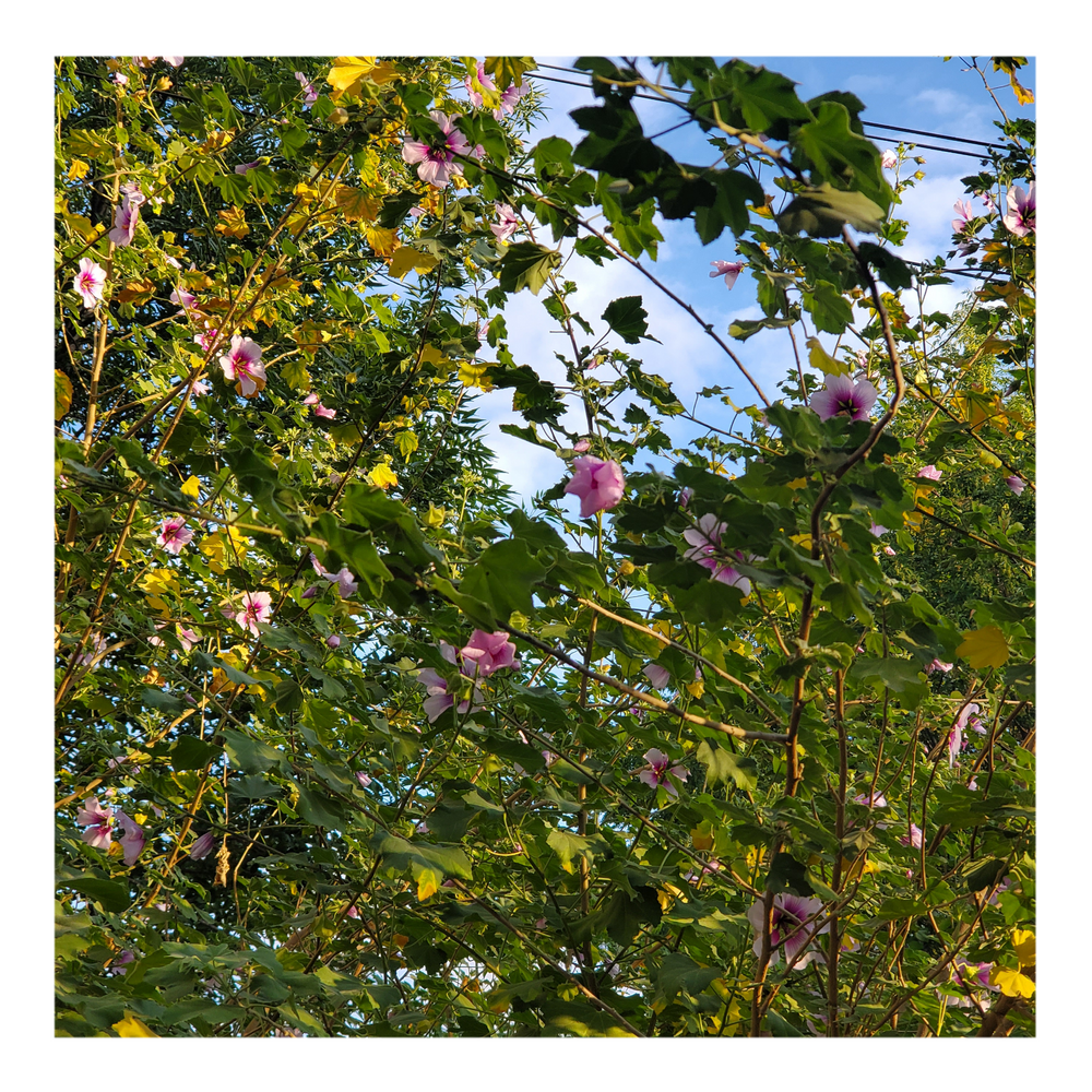 LAVATERA (TREE MALLOW)