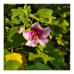 LAVATERA (TREE MALLOW)