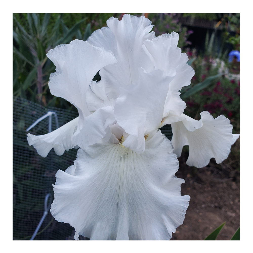 JIMMY G. BEARDED IRIS