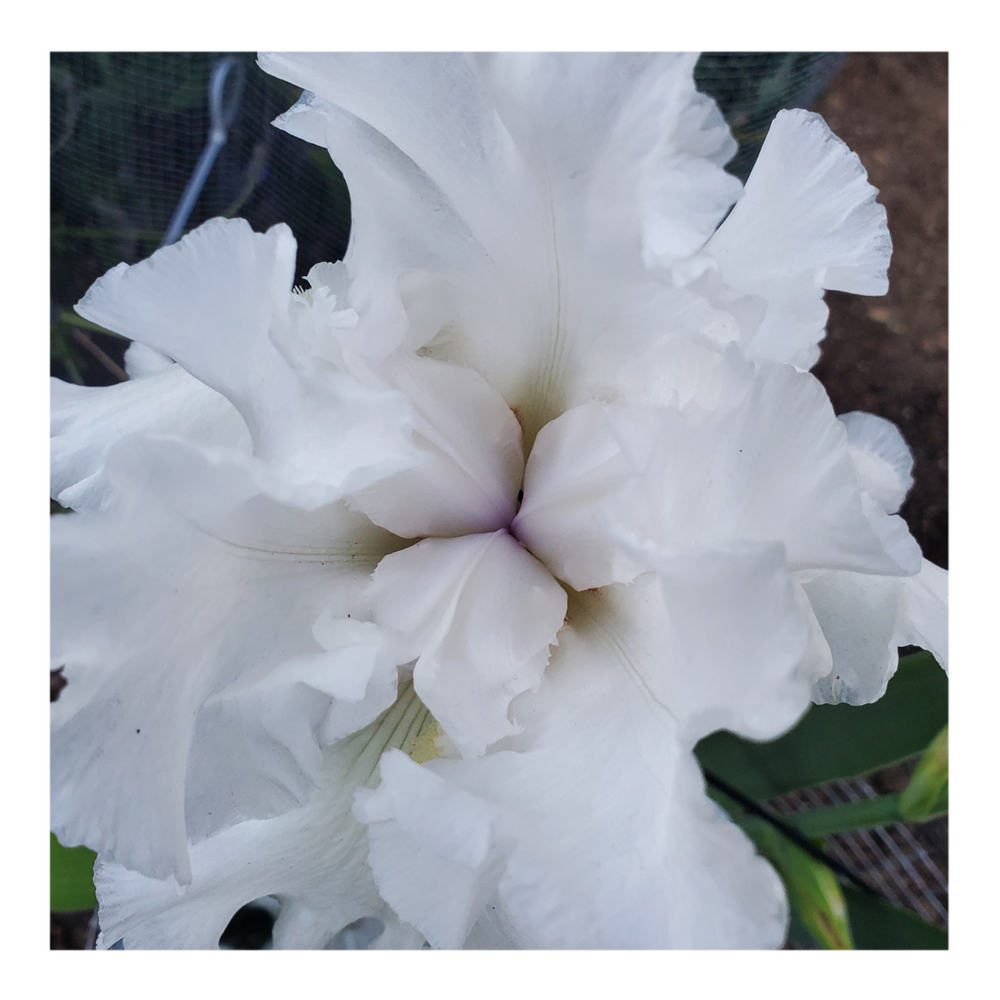 JIMMY G. BEARDED IRIS