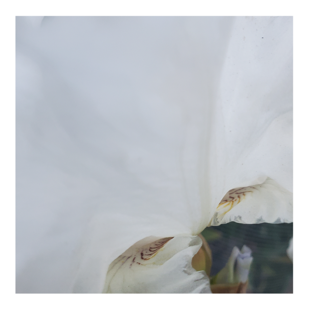 JIMMY G. BEARDED IRIS