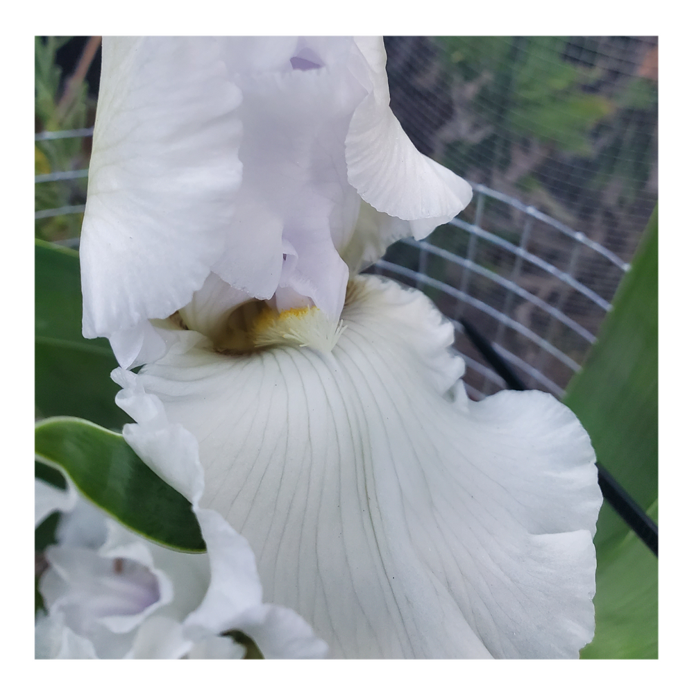 JIMMY G. BEARDED IRIS