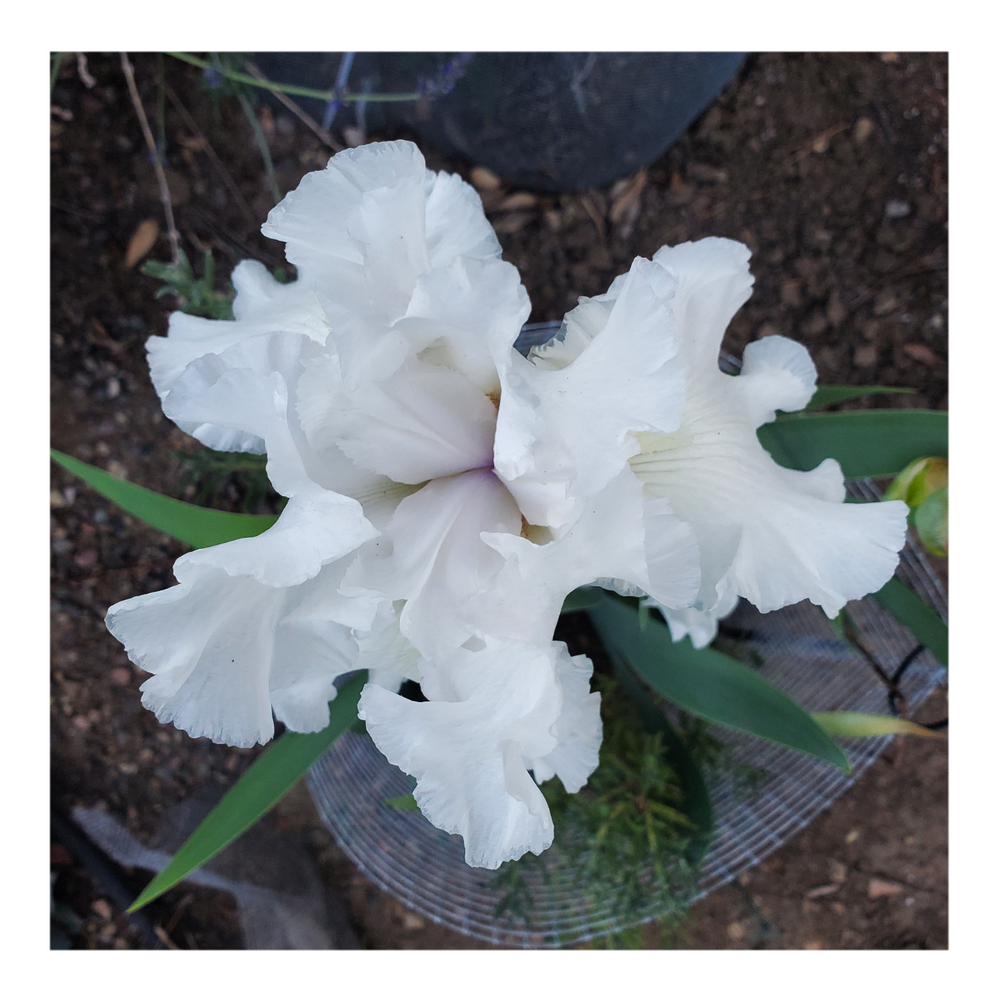 JIMMY G. BEARDED IRIS