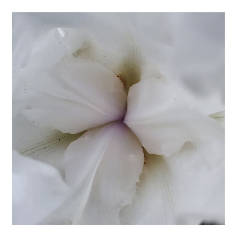 JIMMY G. BEARDED IRIS