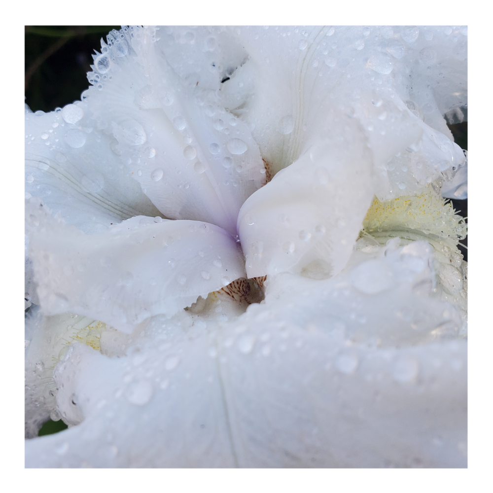 JIMMY G. BEARDED IRIS