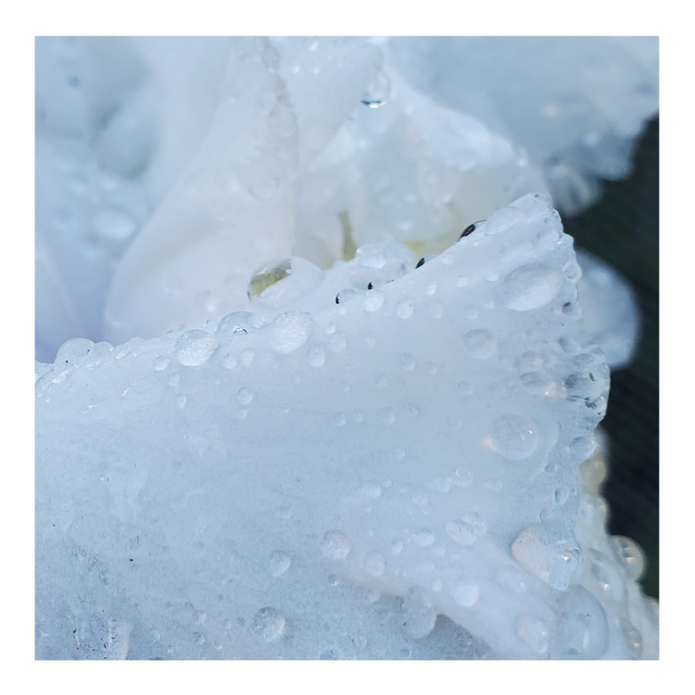 JIMMY G. BEARDED IRIS