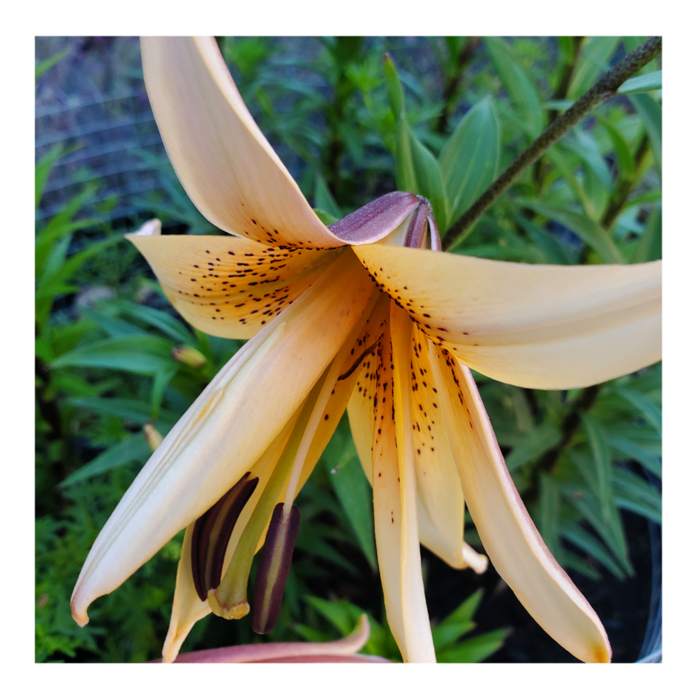 DOUBLE TIGER LILY ORANGE