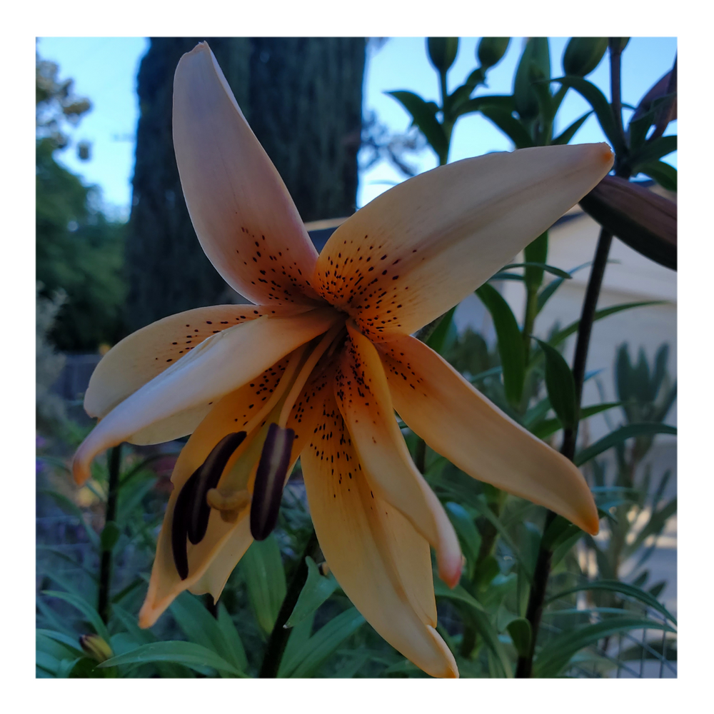 DOUBLE TIGER LILY ORANGE
