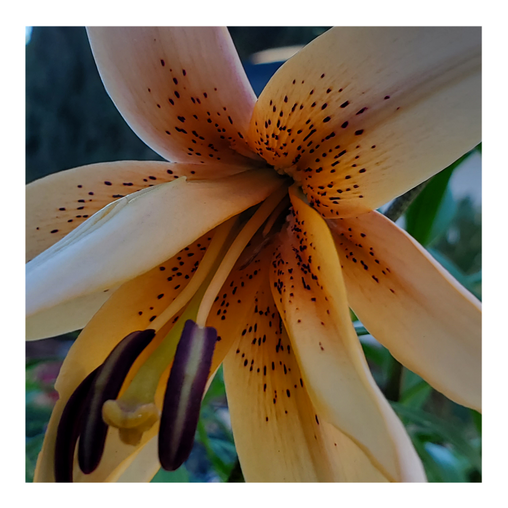 DOUBLE TIGER LILY ORANGE