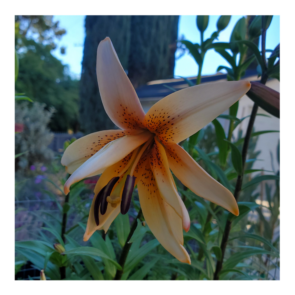 DOUBLE TIGER LILY ORANGE