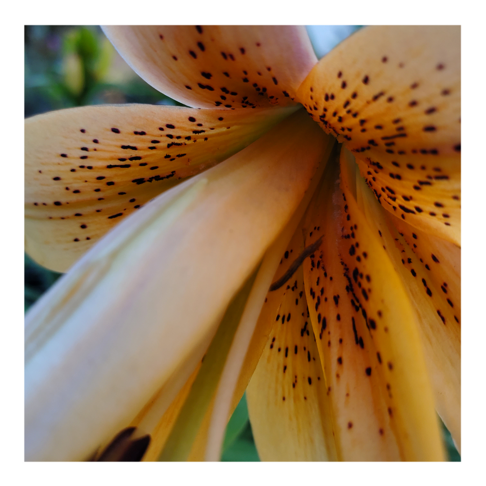 DOUBLE TIGER LILY ORANGE